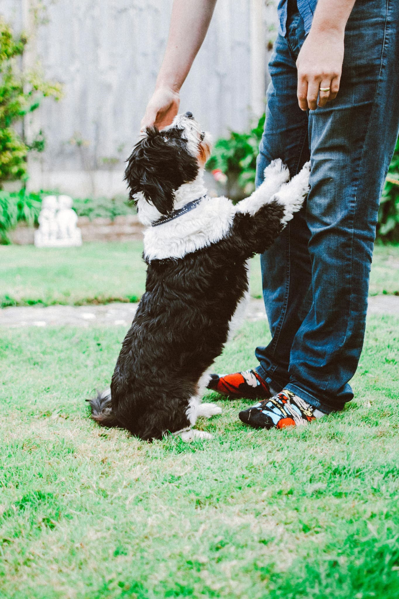 Perro y gato juntos en casa